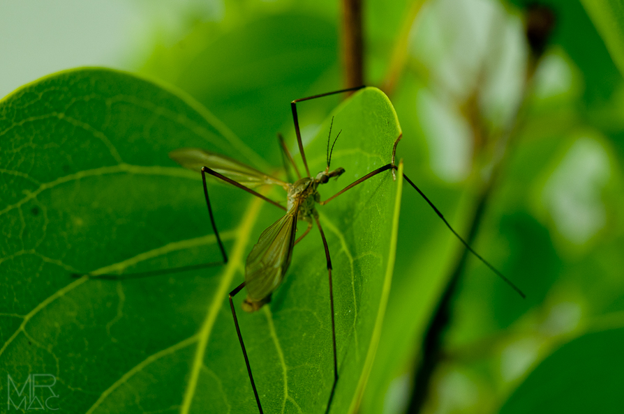 Animal chin on a leaf